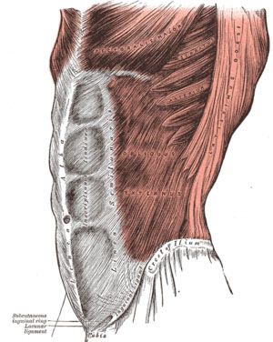 trbušne mišiće, mišića koji, vanjski obliques, abdominalnih mišića, bočno savijanje, koji čine