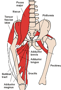 trbušne mišiće, mišića koji, vanjski obliques, abdominalnih mišića, bočno savijanje, koji čine