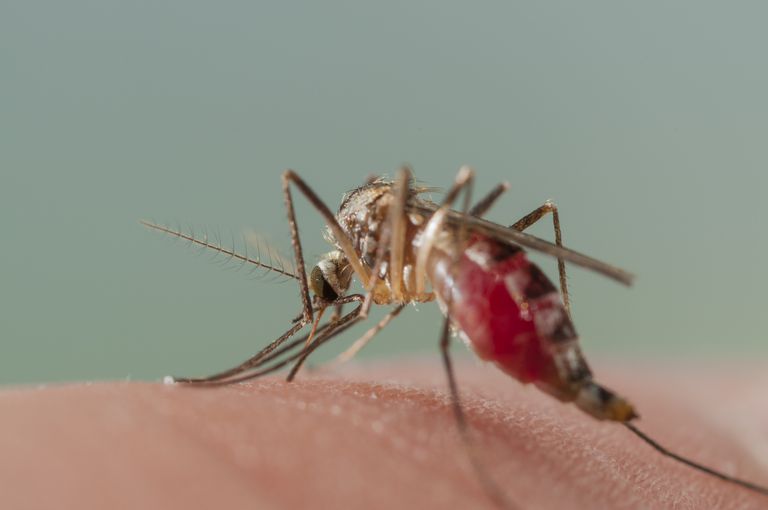 može biti, virus Mayaro, Južnoj Americi, negdje drugdje, Aedes aegypti, Aziji Africi