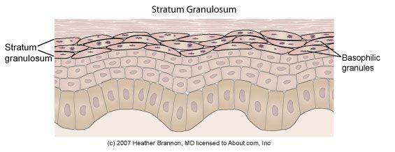 ovom sloju, stratum corneuma, formirane stanice, sloj sadrži, Stanice stratum, također poznat