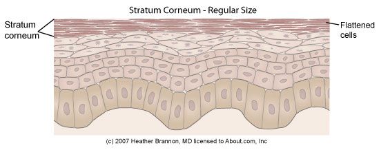 ovom sloju, stratum corneuma, formirane stanice, sloj sadrži, Stanice stratum, također poznat
