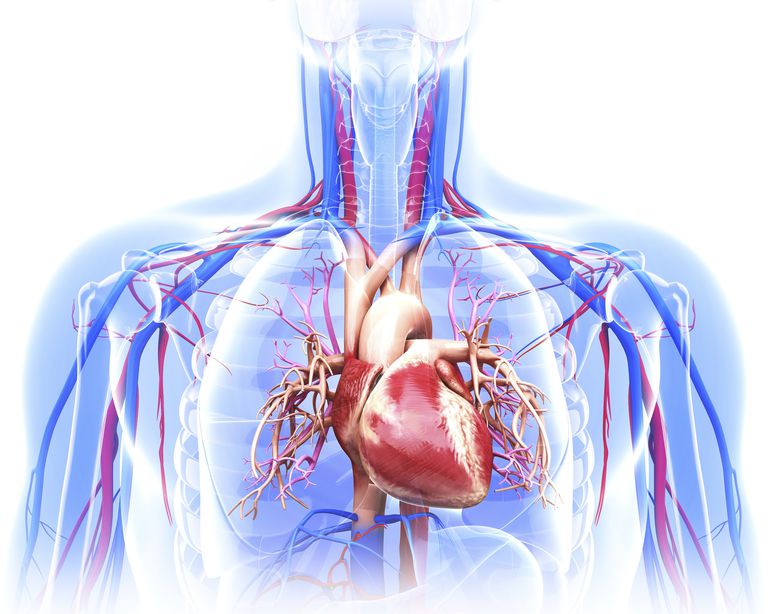 krvnog tlaka, aorte može, Atična disekcija, aortalnom disekcijom