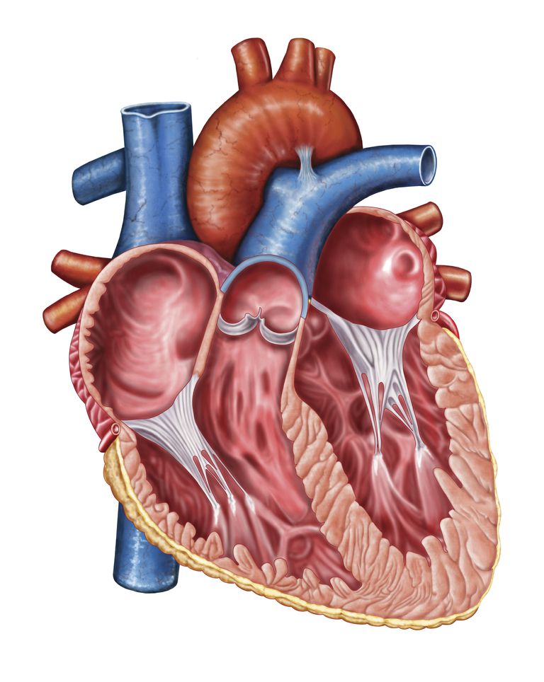 aortalne regurgitacije, aortalnog ventila, aortalni ventil, aortalna regurgitacija