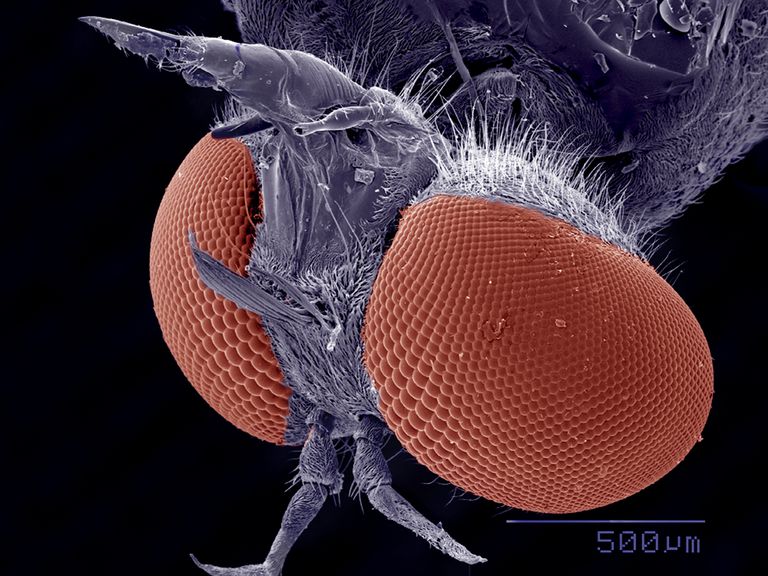 izvor hrane, koji sadrže, Kuća muha, Kućne muhe, muhe muhe, sadrže bakterije