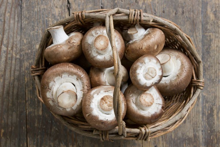 gljive koje, ljudi celijakijom, osjetljivi trag, osjetljivi trag glutena, svježe gljive, trag glutena