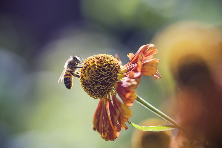 terapija pčelinjem, alergijske reakcije, pčele ubode, pčelinjeg sting