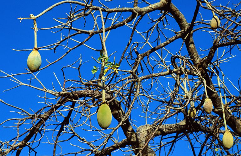 baobab voće, koji sadrže, koji sadrže baobab, sadrže baobab, Osim toga, autori izvješća