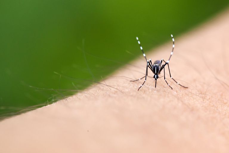 Aedes aegypti, groznica chikungunya, Zika virus, Culex pipiens, denga groznica