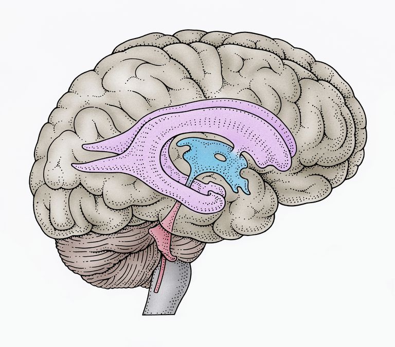 središnjeg živčanog, središnjeg živčanog sustava, ventrikulom koja, živčanog sustava