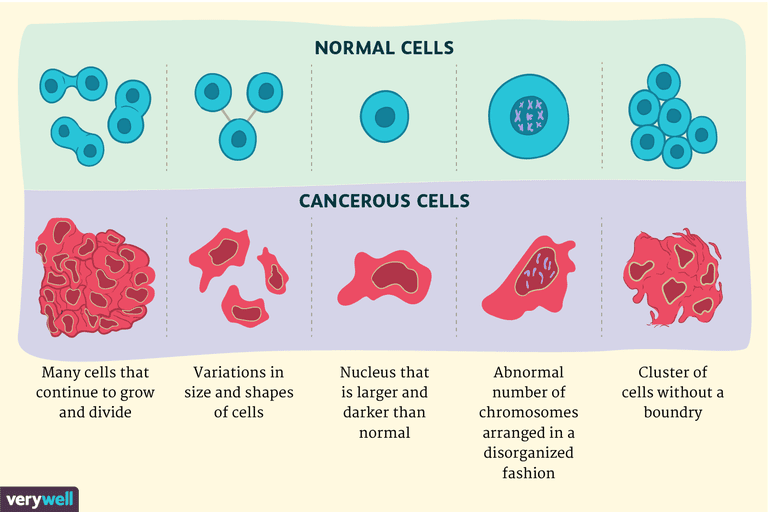 stanica raka, -Normalne stanice, normalnih stanica, normalne stanice, stanicama raka, između stanica