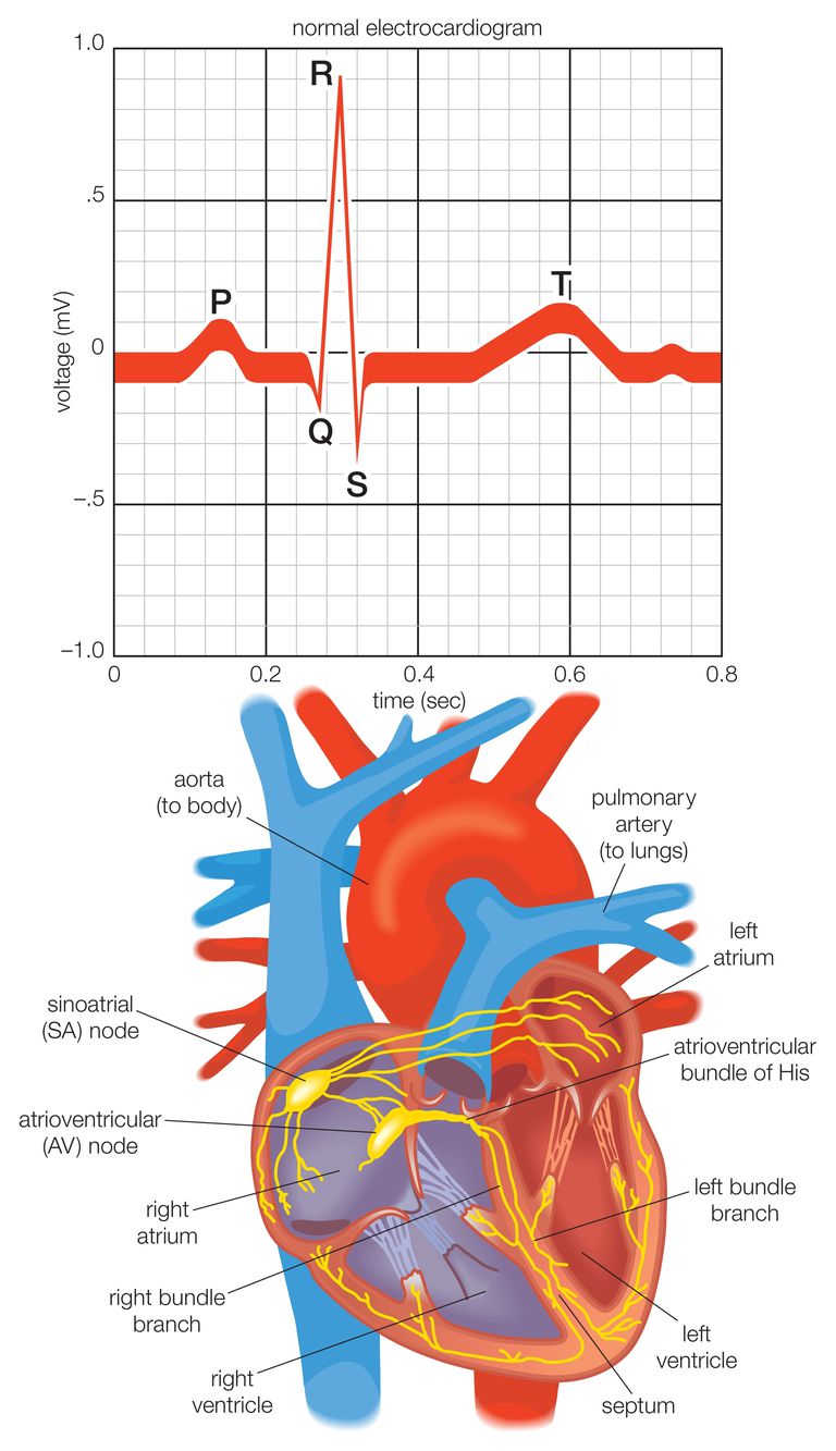 električni signal, električni sustav, otkucaja srca, električni impuls, električni signal širi