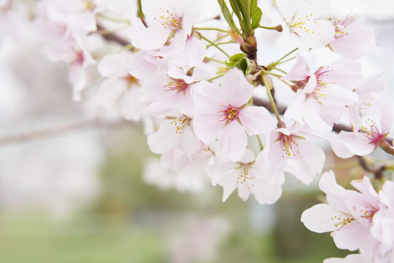 Cherry Blossom, Distriktu Columbia, kartu prijaviti, sredinom ožujka, svake godine