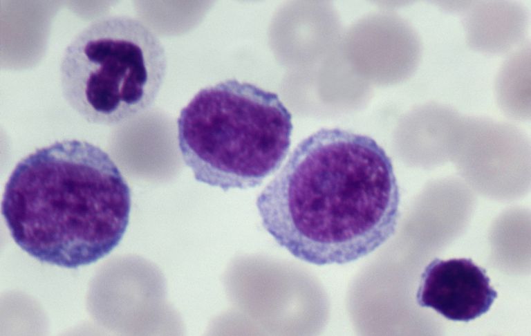 krvne stanice, odraslih osoba, bijele krvne, bijele krvne stanice