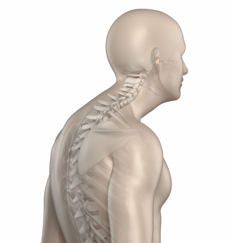 dijelu leđa, gornjem dijelu, dijela leđa, gornjeg dijela, gornjeg dijela leđa