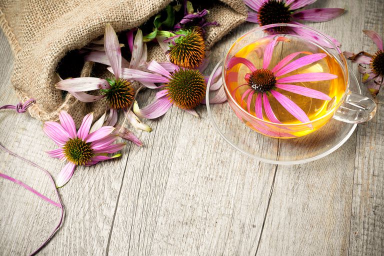 echinacea čaja, prije nego, čaja može, cvijeće lišće