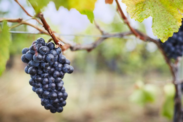 prirodno vino, prirodnog vina, izbjegavaju upotrebu, između prirodnog, između prirodnog vina, konvencionalnog vina