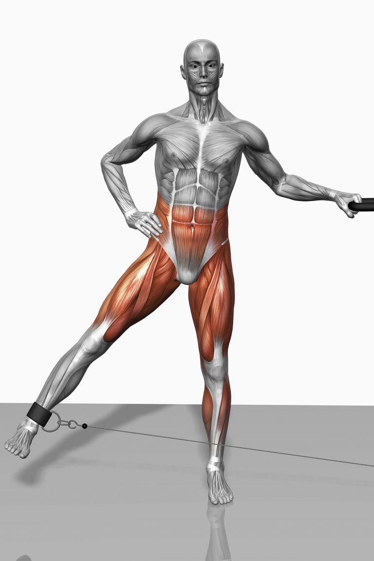daleko središta, središta tijela, daleko središta tijela, bedrene kosti, pomažu stabilizaciji, pomažu stabilizaciji zglobova