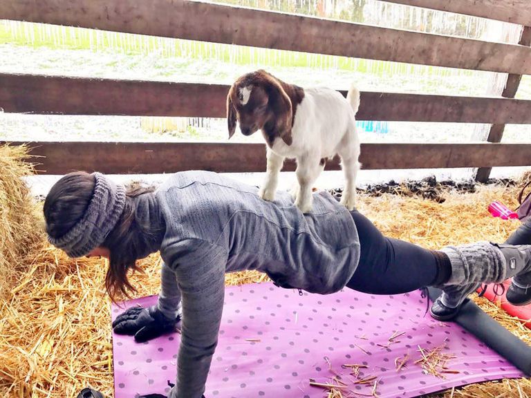 Goat Yoga, svojim psom, kućnih ljubimaca, kućnim ljubimcima, kućnog ljubimca
