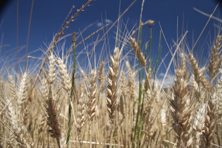 durum pšenice, mogu biti, možete pronaći, riječi pšenicu