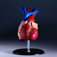 bolesti srca, terminalnu prognozu, Heart Association, skrb hospiciji, York Heart, York Heart Association