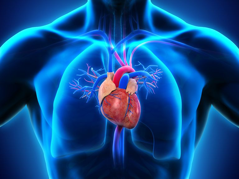 srčana pumpa, desnog atrija, koja vraća, koja vraća srce, krvni tlak, vraća srce