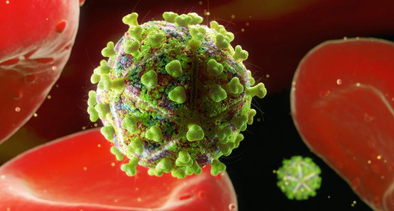 HIV-a stanice, HIV-a također, proizvodi antitijela, proteina omotnice, proteina proteina