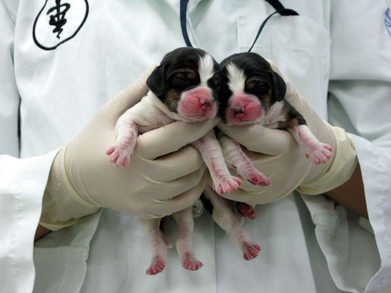 matične stanice, imaju sposobnost, klonirane životinje