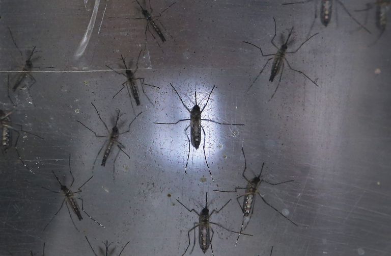 komaraca koji, ljudi koji, poput Aedes, protiv komaraca, Aedes albopictus, Aedes Zika