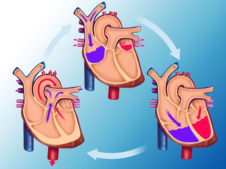 vaše srce, četiri komore, cijelom tijelu, Cirkulacijski sustav