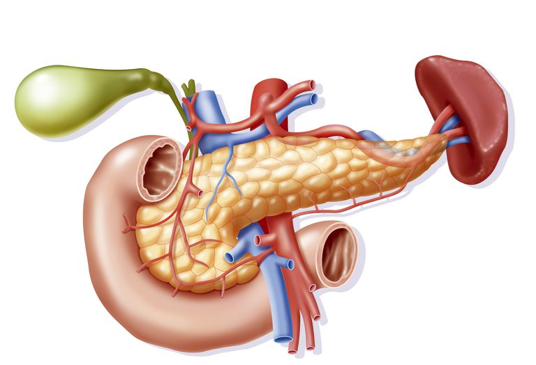 tankog crijeva, probavni sustav, debelog crijeva, hranjivih tvari, stvari koje, hrane koju
