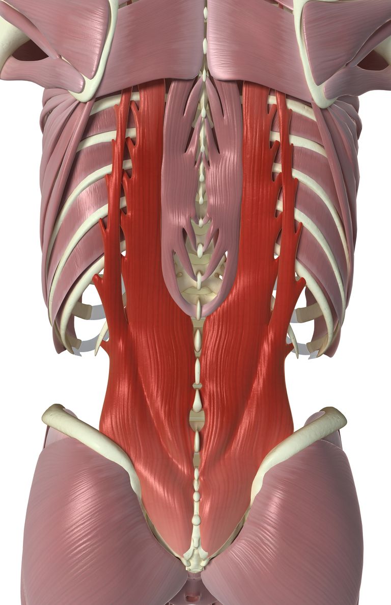 torakalne kralješnice, Interspinales intertransversarii, interspinoznog ligamenta, intertransversarii mišić, nalaze obje, nalaze obje strane