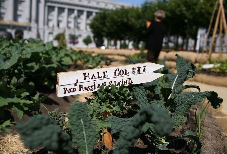 kelj koji, Kale također, dobar izvor, izvor vitamina
