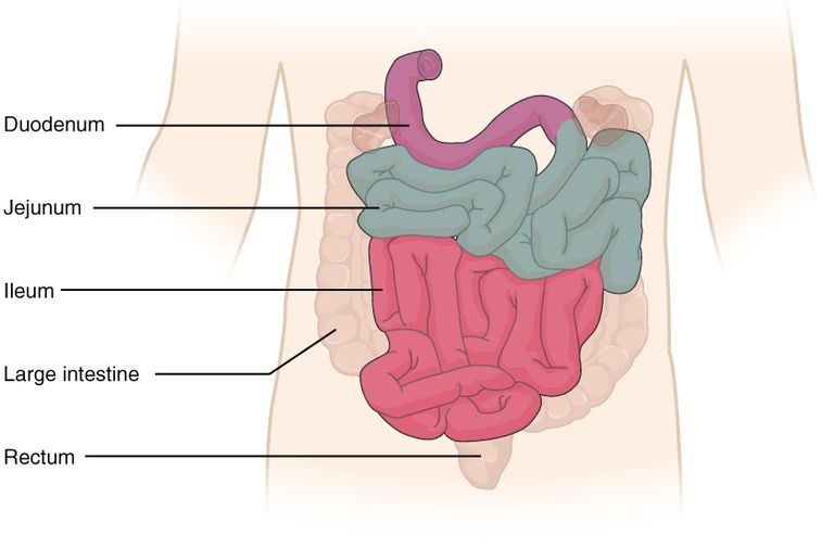 debelog crijeva, hranu koju, mišićna cijev, probavnog sustava, žučni mjehur
