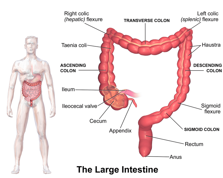 debelog crijeva, hranu koju, mišićna cijev, probavnog sustava, žučni mjehur