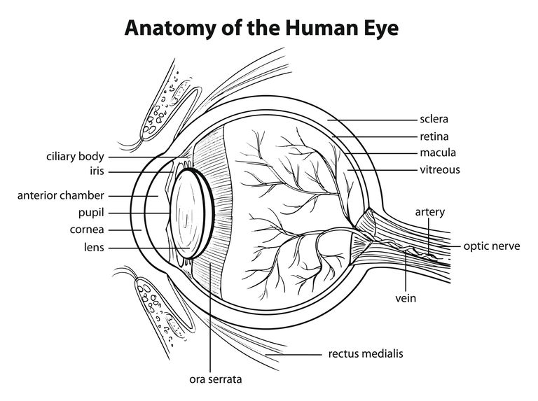 krvne žile, gubitak središnjeg, gubitak vida