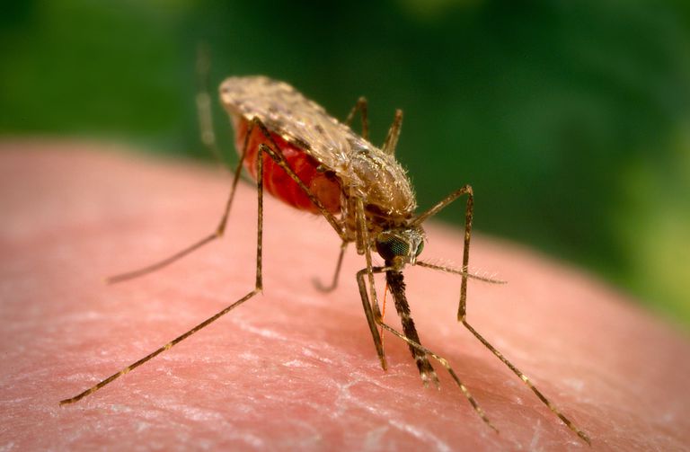kada komarci, kako biste, izravno kožu, jedan više, mogu pomoći, mogu pomoći ublažiti