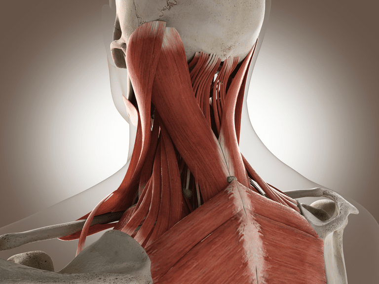 mišića koji, Mišićni podrijetlo, može biti, pridaje kosti, trbuh mišića