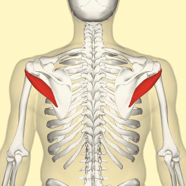 mišića tetiva, dijelu ramena, mišića rotatora, mišića tetive, Muscle Tendon