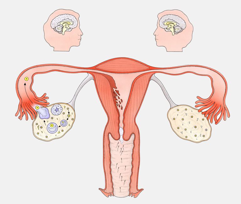 korpus luteum, lutealne faze, menstrualnog ciklusa, podstava maternice
