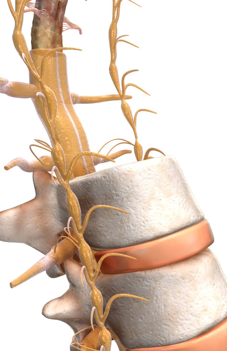 korijen kralježnice, živčanog sustava, živci koji, zračenje boli, korijena kralježnice, korijenom kralježnice