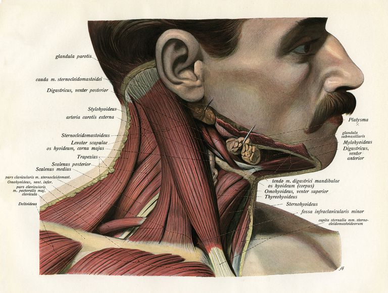 bilateralna kontrakcija, glava pričvršćuje, Kada mišića, Kada mišića ugovoraju, kontrakcija mišića, kosti koja