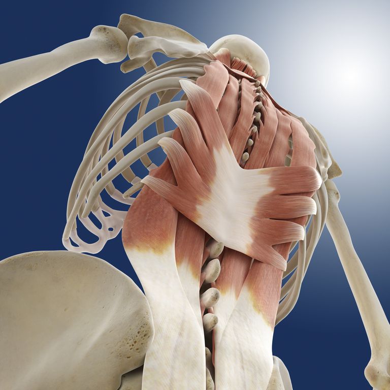 gornjih torakalnih, kosti koja, mišićne skupine, poprečnih procesa, procesa gornjih