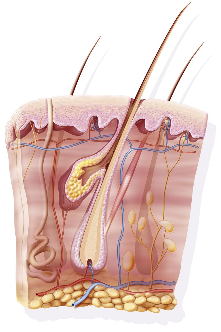 potkožnog tkiva, potkožno tkivo, Subkutano tkivo, krvne žile, cijelom tijelu