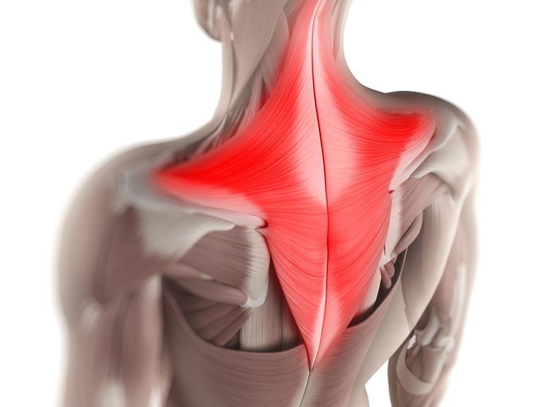 mišića leđa, površinski sloj, druge strukture, latissiumus dorsi, Najviše površinski, nakon operacije