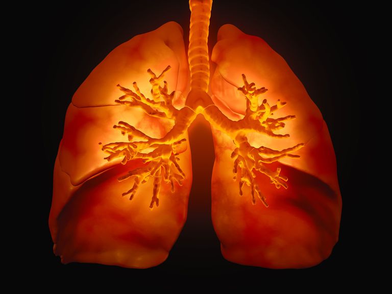 dišni sustav, pluća Tijekom, alveola Nakon, disanja Disanje, dišnog sustava