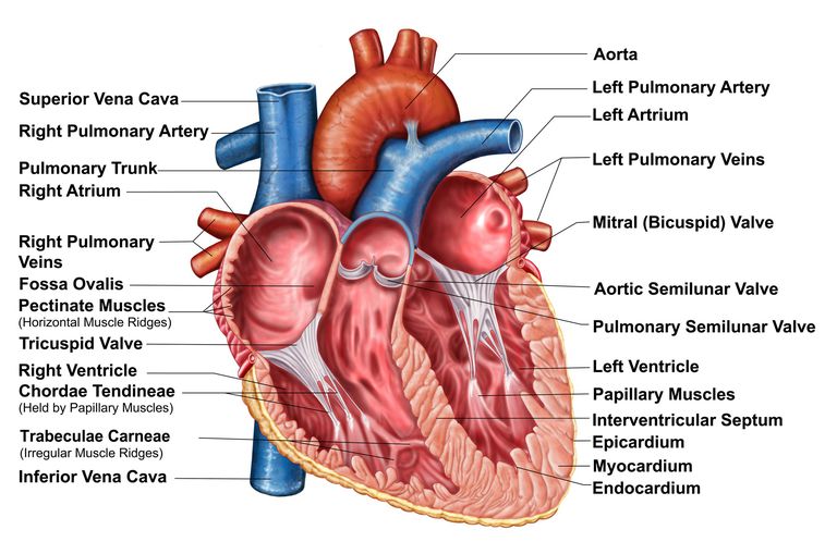 aortalni ventil, aortalnog ventila, TAVR postupak, može biti