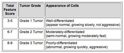 rasta stanica, Bloom-Richardson sustav, koje izgledaju, ocjenjivanje raka, rasta stanica Značajka