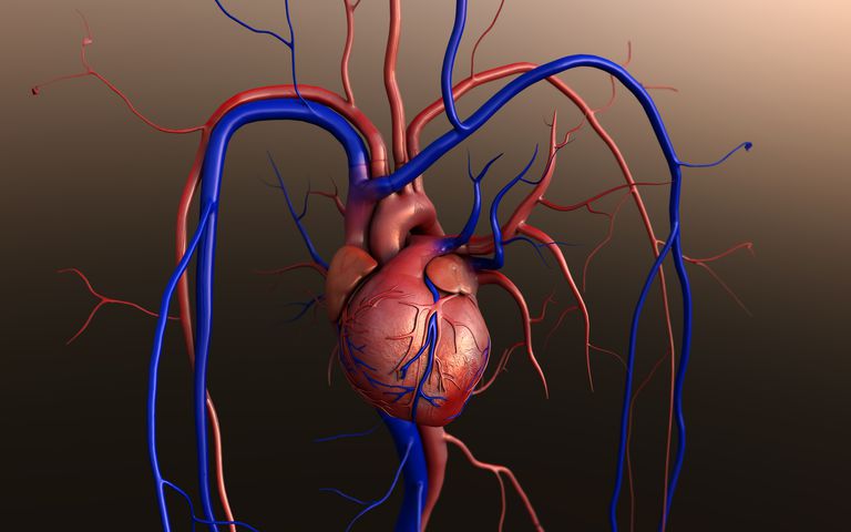 transplantaciju srca, novo srce, imaju tendenciju, protiv odbacivanja