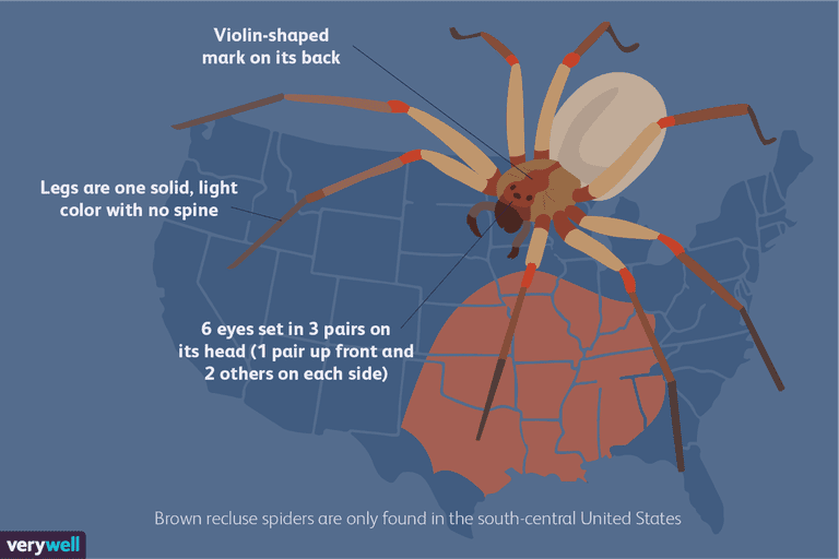 pauk koji, Većina smeđih, bili ugrizli, infekcije kože, mogu dovesti, područje koje