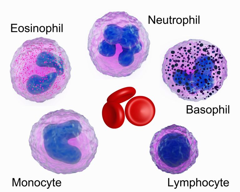 broj eozinofila, eozinofilni broj, uzrok eozinofilije, 5000 stanica, bijelih krvnih